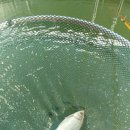 봉곡낚시터 이미지