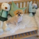 소희 스타일 독 이미지