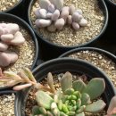 혜미농장 이미지