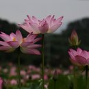 홍연
