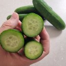 싱싱한마켓