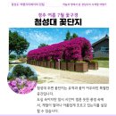 경주연꽃단지 | 경주 여름 여행 첨성대 꽃단지 동궁과 월지 연꽃 7월 꽃구경