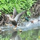 오리여행 이미지