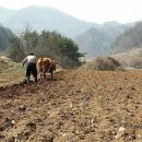 소리 없이 채워주세요, 모든 순간이 꽃봉오리인 것을 외 이미지