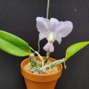 Cattleya walkeriana coerulea var. Azul Perfecta 이미지