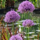 비비추공원 이미지