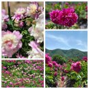 칠석농장 | 홍천 가볼만한곳 수타사 산소길, 공작산 수타사생태숲 &amp; 인생샷 찍기 좋은 생태숲 불두화 터널, 인근...