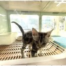 강아지&고양이 마을 | 시흥애견용품 반려동물과 함께 하면 더 행복해지는 곳