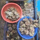 동문 | 동문시장 횟집 추천 모둠회 대자 4만원 동문올레수산 포장 솔직 후기