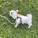 킨텍스꿈동물병원 이미지