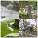도심속에 조류들의 낙원~타이베이공원(台北公園) ***관찰카메라 사진들*** 이미지