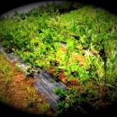 상락농장 이미지