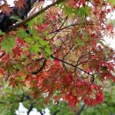 물숲(명천) 이미지