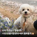 돌봐줄개 이미지