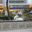 바보형제 쭈꾸미 이미지