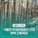 편백산림욕장 진입로 | 가을이 오면 한국관광공사에 선정된 곳 편백 산림욕장으로!