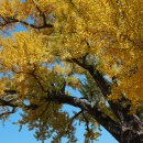 홍산객사 은행나무 이미지