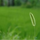 강아지풀 이미지