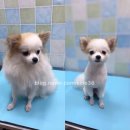 59펫살롱