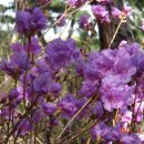 조약돌민박 이미지