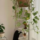 델리지아 | 식물선반 추천, 플랜테리어 필수품 철제선반 '델리지아' 활용법