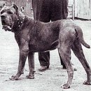 경기켄넬 이미지