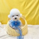 The 사랑할개(더사랑할개) 이미지