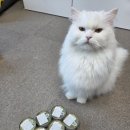 페르시안캣 | 알모네이처 신제품 HFC 무스캣 입짧은 고양이 레오 급여 후기