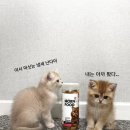몬 펫 이미지