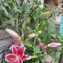 사래실천 이미지