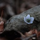 변산바람꽃 ~~~~(뭐 할라고 바람을 사랑하여 슬픈사랑이라는 꽃말을....) 이미지