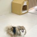 댕글하개 이미지