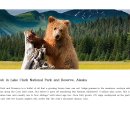 Brown bear cub in Lake Clark National Park and Reserve, Alaska 이미지