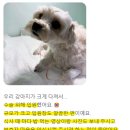 전남낙협동물병원 | 경기도24시동물병원 강아지 흰색토, 단순 구토로 오해하면 위험합니다.