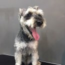 홍은애견미용 이미지