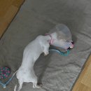 형제동물병원 | [유기견 입양후기] 경계심 많던 소금이의 입양 후 변화 (사회화, 적응기)