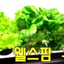 이영애농장 이미지