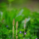 공주( 초가집)~예당 저수지~읍성 이미지