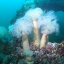 인구 리조트 이미지