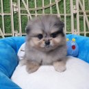 태인 애견 이미지