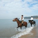 부안아리울승마장 이미지