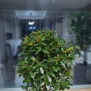 오산독산성꽃화분도매화원 | 대전화분 송강꽃집 내돈내산 왕강추