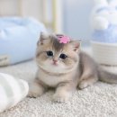 고양이를 사랑하는 남자 이미지