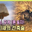 지름 3m, 무게 1톤 둥지를 짓는 베짜기새의 건축술[공사창립특집 동물의 건축술_4편 1년의 여정] / KBS 20100407 방송 이미지