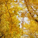 은행나무 농장 이미지