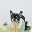 애견친구 이미지