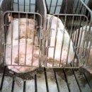 성돈농장 이미지