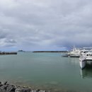 드림주유소 | 괌 드림 돌핀크루즈 시간 예약 돌고래 스노클링