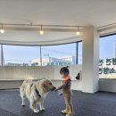 데일리멍 애견유치원, 애견호텔 이미지
