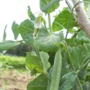 개울건너 이미지